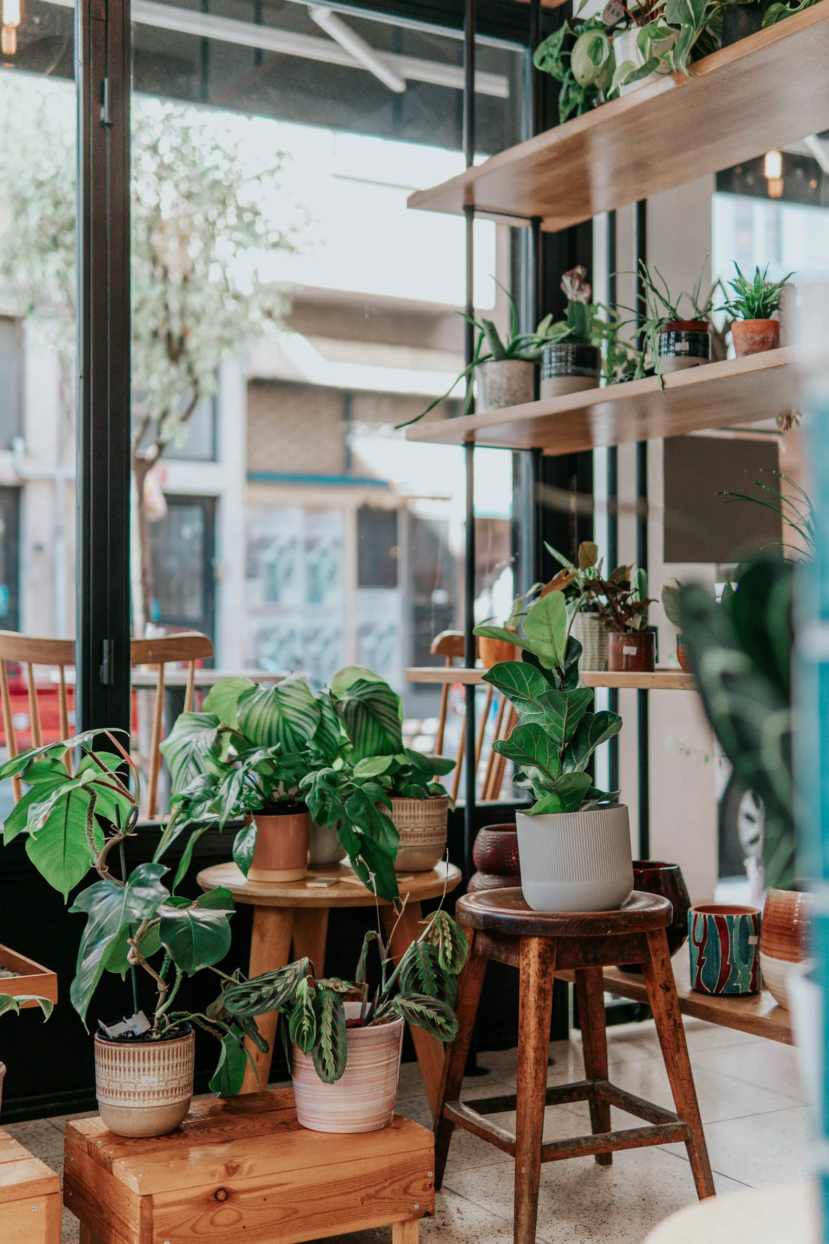 Plantas de interior en estantes de madera junto a la ventana