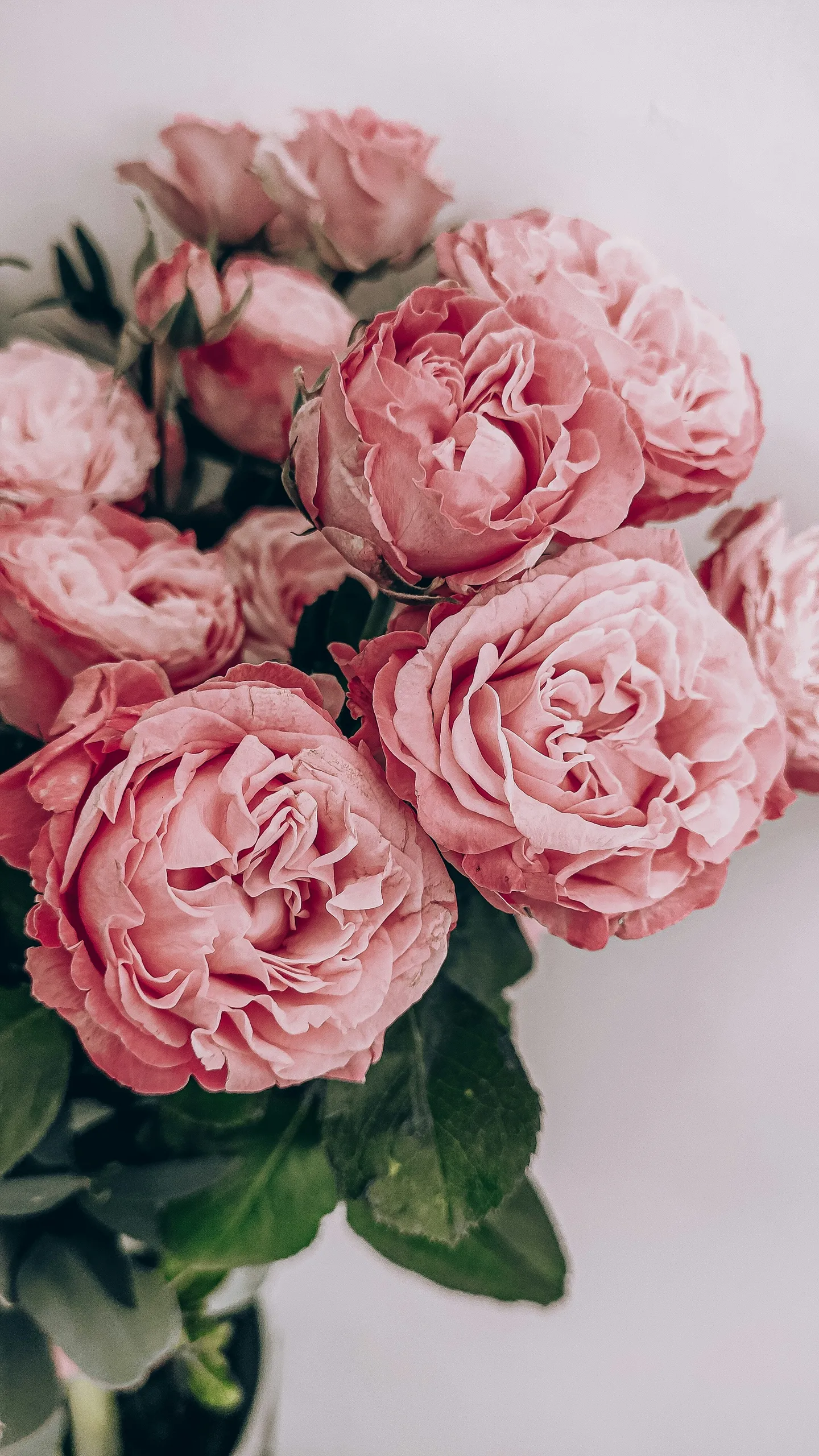 Ramo de peonías rosas en plena floración