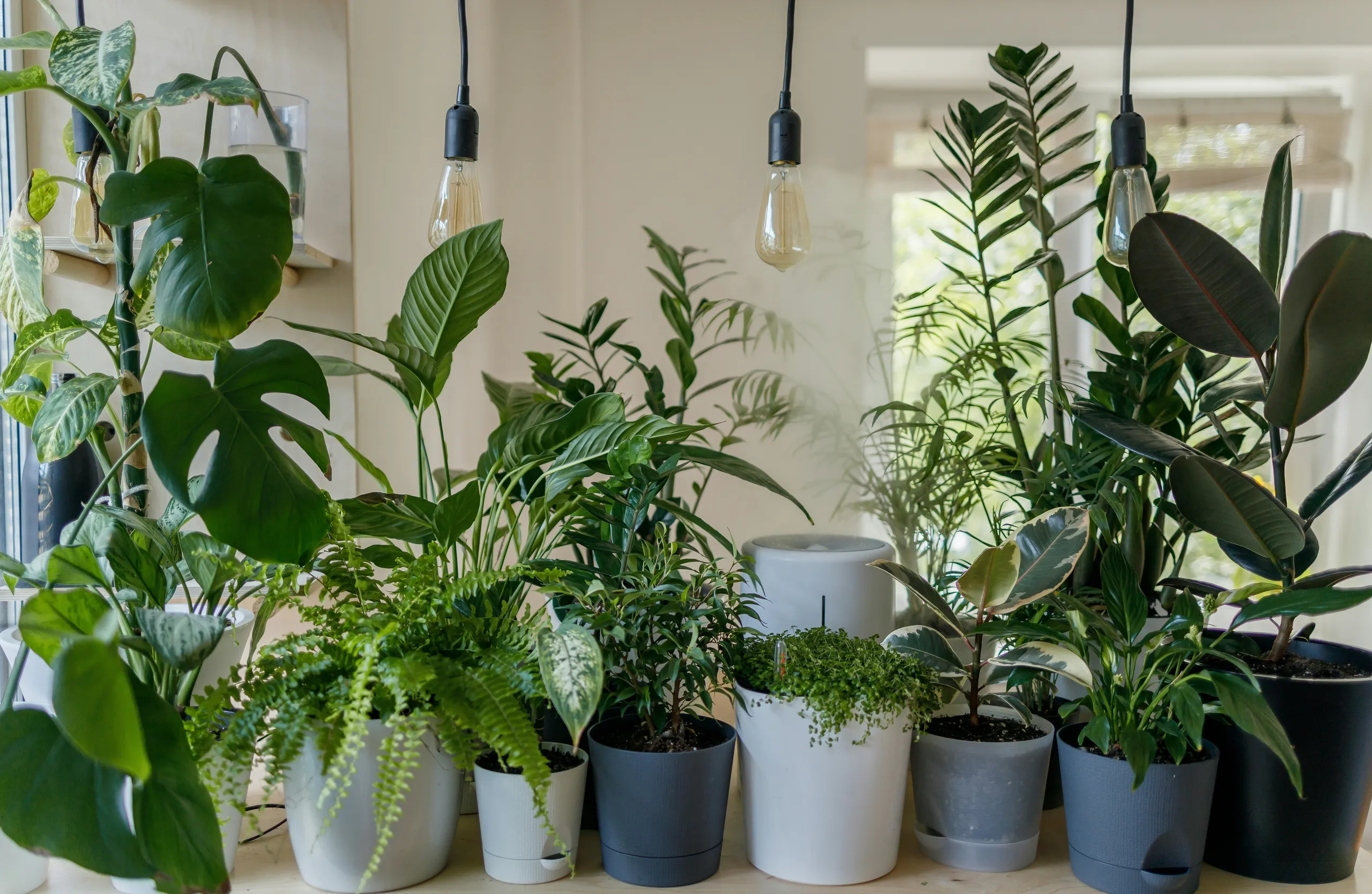 Plantas verdes en macetas